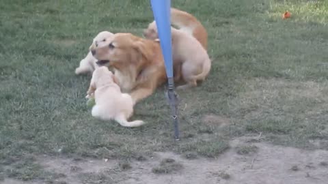 Golden Retriever Puppies Swarm Mama and Papa