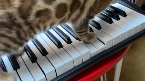 A pianist future