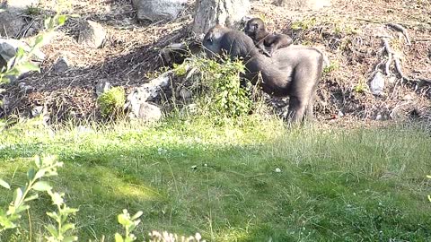 Gorillahonan Babule med nyfödd Elroi på ryggen. Gorilla female Babule with her baby Elroi.