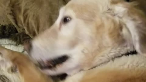 Funny Golden Retriever continually barks for attention