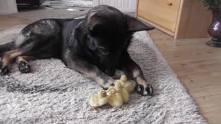 Loving German Shepherd Watches Over His Little Ducklings