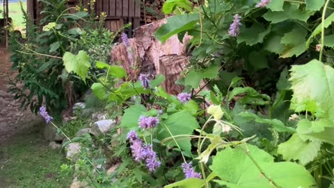 Hyssop, Grapes, Mullein & Evening Primrose