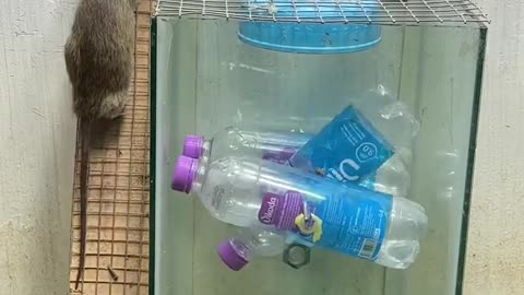 Best home mouse trap/best trap from plastic bottle #rattrap #rat #mousetrap