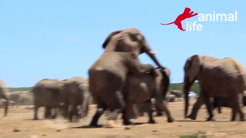 Mating Elephants - Animal Life