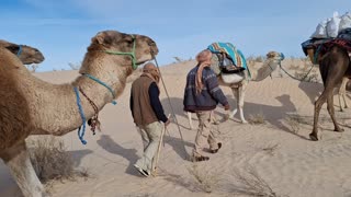 Sahara guides and camels