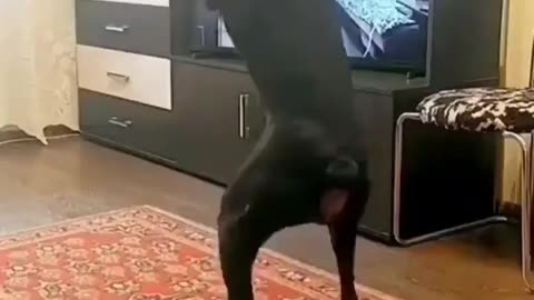 Dog working out