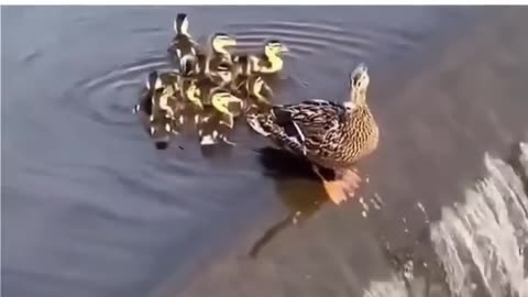 Your luck can betray you but not your mother/see mother duck love for her babies ❤️🤗