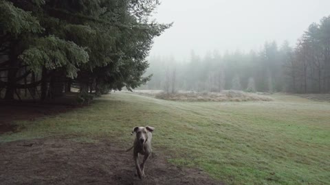 Dog running in the meadow