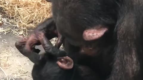 Baby Chimpanzee cleanup