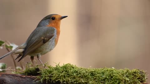 robin bird #The American robin
