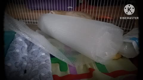 What happens when you give a ferret a roll of bubble wrap???