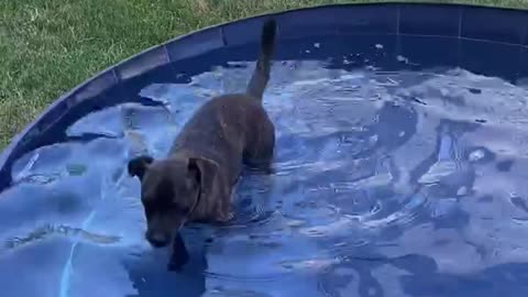 Dog pool fun!