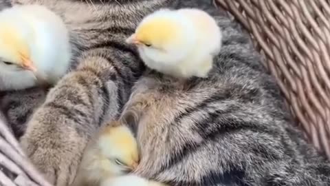 Chicks and cat😍😆😍