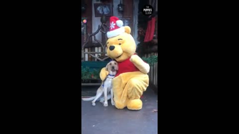 Dog possing whit winnie the pooh😆