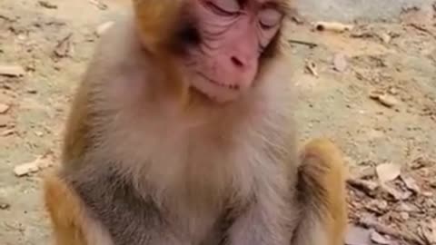 Monkey sleeping 🐵 🐵 😀😀 #funnymonkey #petsandanimals #funnyanimals #shorts #viral #trending