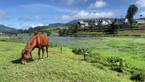 Free Horse near Gregory Lake, Nuwara Eliya, Sri Lanka