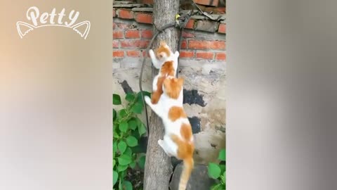 It's Not Easy Being A Mom 🤣 Funny young mom cat take care their kitten for the first time