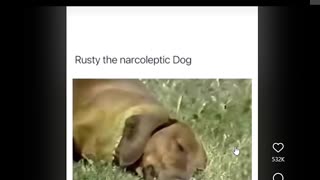 Try Not To Laugh: Narcoleptic Dog