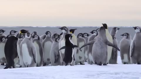 Gangster Penguin Adelie penguin slaps Emperor penguin chicks.