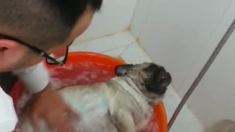 He cried when taking a bath for his died Puppy-friend. Best friendship!