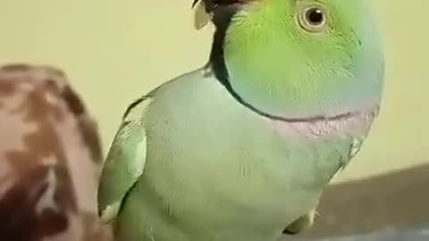 Parrot talking ❤️