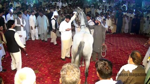 Beautiful horse dance in Pakistan