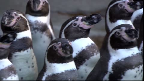 Penguins antarctica zoo