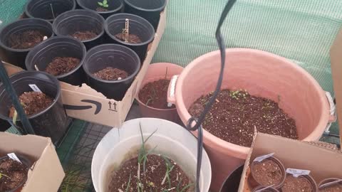 Save Your Seedlings From The Cold #SeedStarting #OhuhuGreenhouse