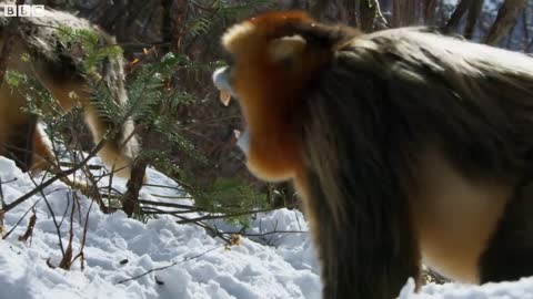 Snow Monkey Families In Battle | Seven Worlds, One Planet | BBC Earth