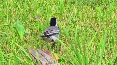 A beautiful wagtail in the wild / a very beautiful bird.