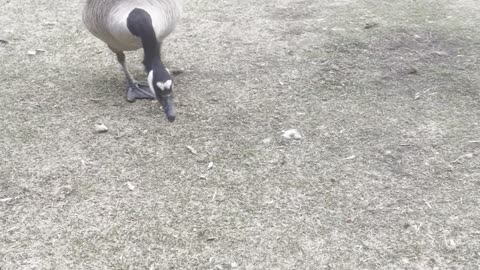 Fun with geese