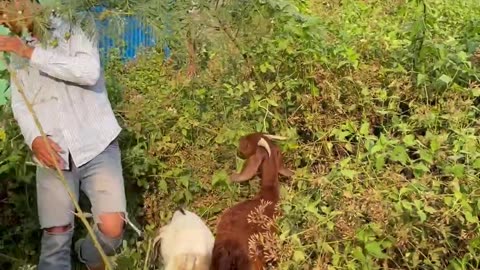 The owner try to finding food for goat