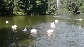 Pelicans