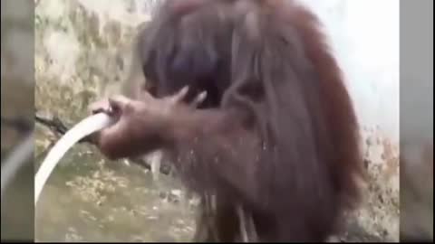 monkeys who are good at bathing themselves using a unique hose