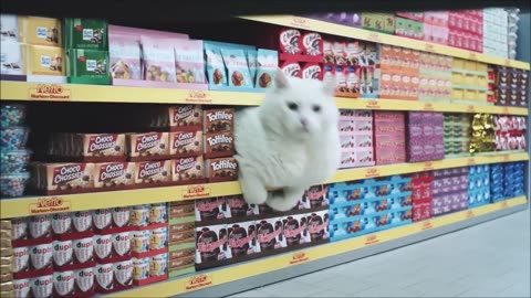 Cat Supermarket!