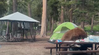 Bear walks into campsite
