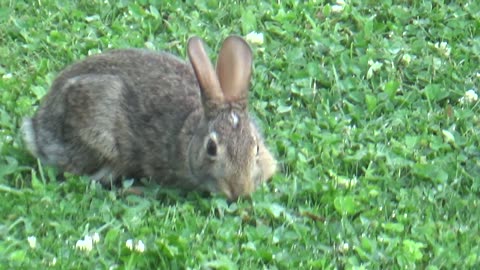 Rabbit, Levagood Area, Dearborn, Michigan, July 5, 2024