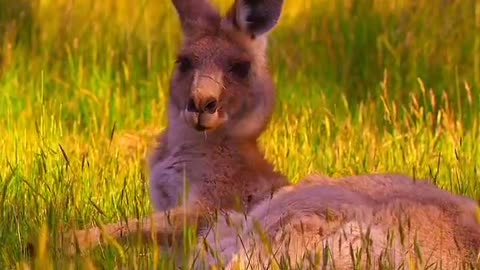 Kangaroos love each other very lovely 😍 Nature # like #shares #comments #Uaevlog786