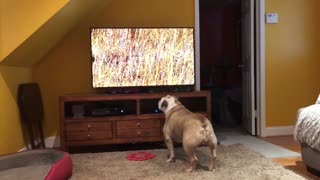 Bulldog calls for backup after spotting hyenas on TV