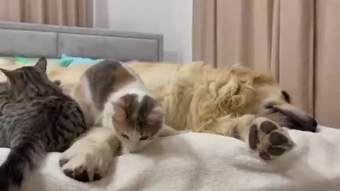 Poor Golden Retriever Attacked by Kittens