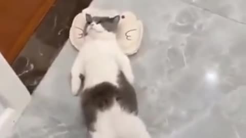 Funny Cat Sleeping