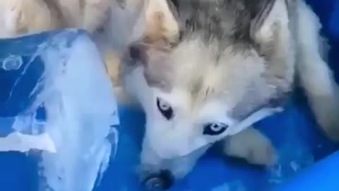the dog makes bubbles