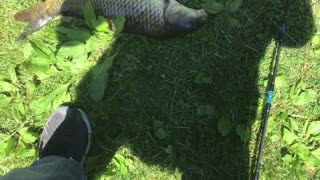 Big carp