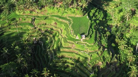 Aerial view of tiered rice paddies in Indonesia