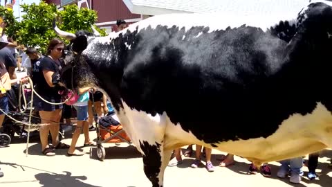 Massive 3,000 pound Ox!