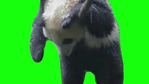 Depressed Panda in the Rain | Green Screen