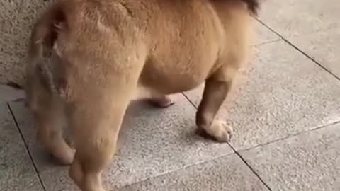 funny dog lion video
