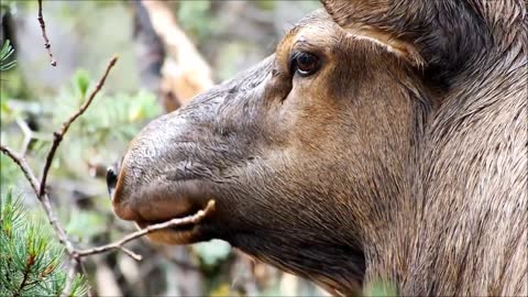 A deer in Sweden