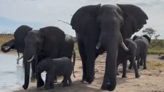 African Bush Elephant One of the Tallest Animals in the World