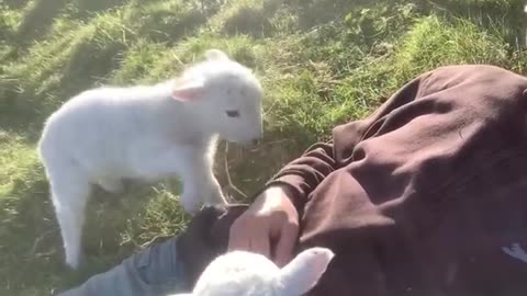 Cute Lamb Needs Attention